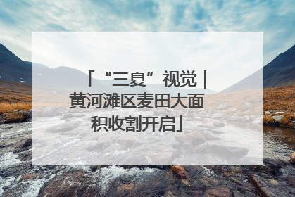 “三夏”视觉｜黄河滩区麦田大面积收割开启