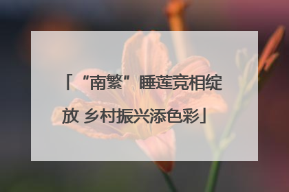 “南繁”睡莲竞相绽放 乡村振兴添色彩
