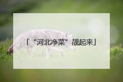 “河北净菜”靓起来