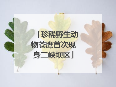 珍稀野生动物苍鹰首次现身三峡坝区