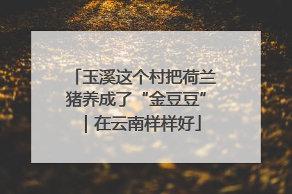 玉溪这个村把荷兰猪养成了“金豆豆”｜在云南样样好