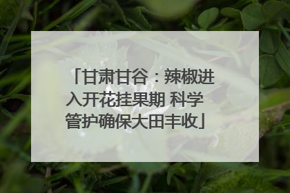 甘肃甘谷：辣椒进入开花挂果期 科学管护确保大田丰收