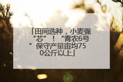 田间选种，小麦强“芯”！“青农6号”保守产量亩均750公斤以上