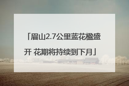 眉山2.7公里蓝花楹盛开 花期将持续到下月