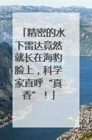 精密的水下雷达竟然就长在海豹脸上，科学家直呼“真香”！