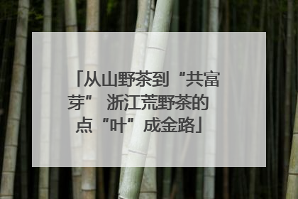 从山野茶到“共富芽” 浙江荒野茶的点“叶”成金路