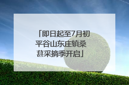 即日起至7月初 平谷山东庄镇桑葚采摘季开启