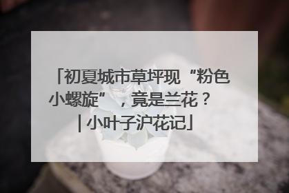 初夏城市草坪现“粉色小螺旋”，竟是兰花？ | 小叶子沪花记