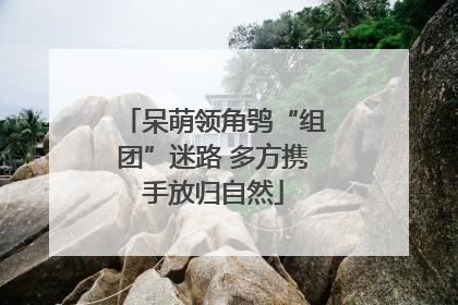 呆萌领角鸮“组团”迷路 多方携手放归自然
