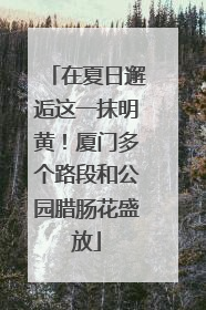 在夏日邂逅这一抹明黄！厦门多个路段和公园腊肠花盛放