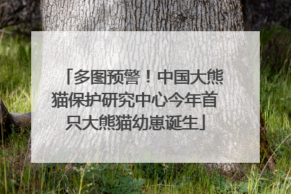 多图预警！中国大熊猫保护研究中心今年首只大熊猫幼崽诞生