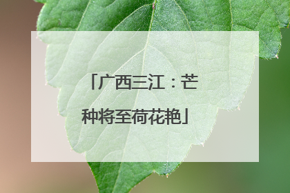 广西三江：芒种将至荷花艳