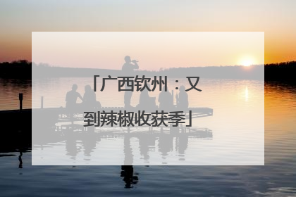 广西钦州：又到辣椒收获季