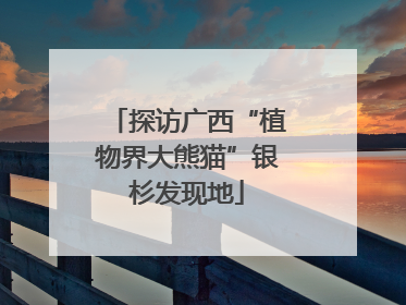 探访广西“植物界大熊猫”银杉发现地