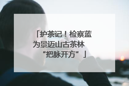 护茶记！检察蓝为景迈山古茶林 “把脉开方”