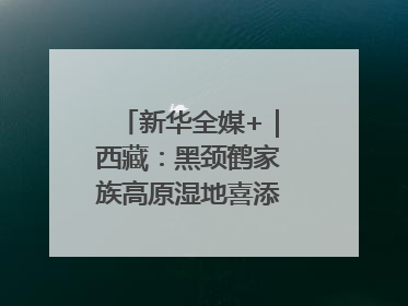 新华全媒+｜西藏：黑颈鹤家族高原湿地喜添“萌宝”