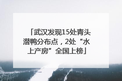 武汉发现15处青头潜鸭分布点，2处“水上产房”全国上榜