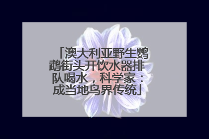 澳大利亚野生鹦鹉街头开饮水器排队喝水，科学家：成当地鸟界传统