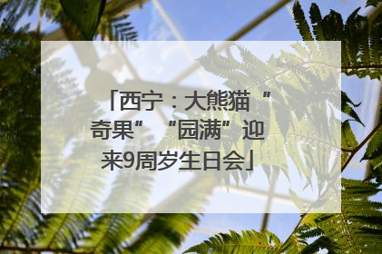 西宁：大熊猫“奇果”“园满”迎来9周岁生日会