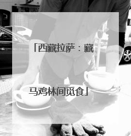 西藏拉萨：藏马鸡林间觅食