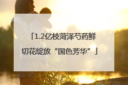 1.2亿枝菏泽芍药鲜切花绽放“国色芳华”